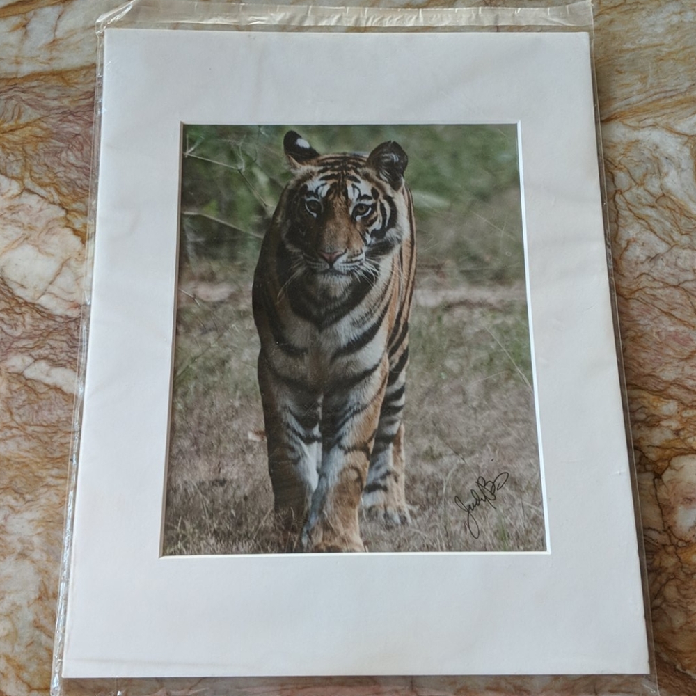 Tiger Photograph Pic - NEW